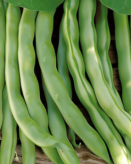 Semillas de judía enana Record Phaseolus Vulgaris anual 100g