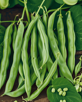 Sementes de Feijão-anão Processor Phaseolus Vulgaris Variedade Anual 100g