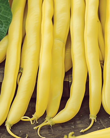 Semillas de judía enana Goldplay (Phaseolus vulgaris) – hortaliza anual