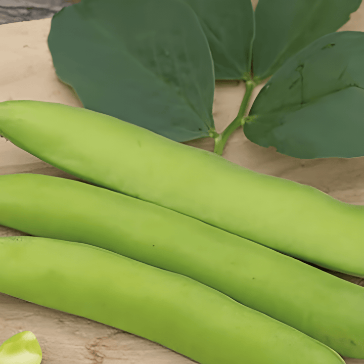 Sementes de Fava Threefold White 100g (Vicia faba) – planta anual