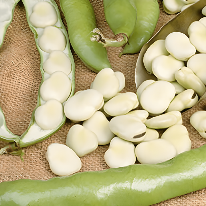 Sementes de fava Leidse Hangers (Vicia faba) – vegetal anual