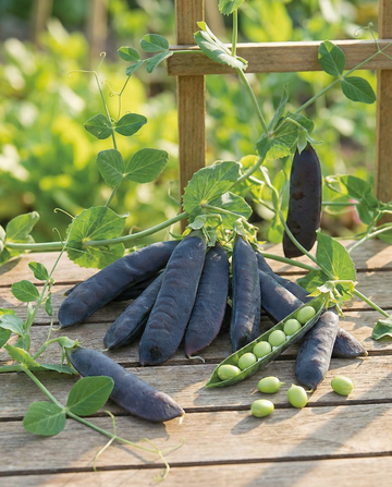 Guisantes Désirée 100g (Pisum sativum) – semillas de hortaliza anual de SeedsChoice