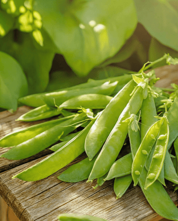 Guisante dulce Norli (Pisum sativum) – semillas de hortaliza anual de SeedsChoice