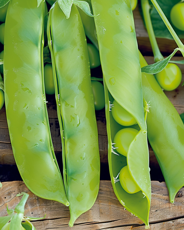 Sugar Pea Heraut seeds (Pisum sativum) – annual vegetable
