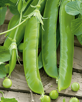 Sugar Pea Seeds Record Pisum Sativum Annual