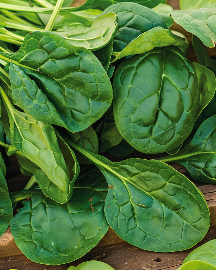 Sementes de Espinafre Bazaroet (Spinacia oleracea) – vegetal anual