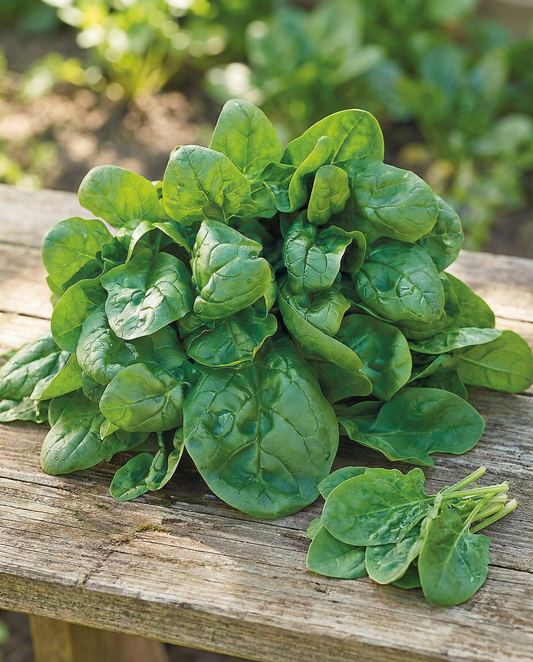 Espinaca Securo 50g (Spinacia oleracea) – semillas de verdura anual de SeedsChoice