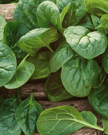Spinach Nores Garden seeds (Spinacia oleracea) – annual vegetable