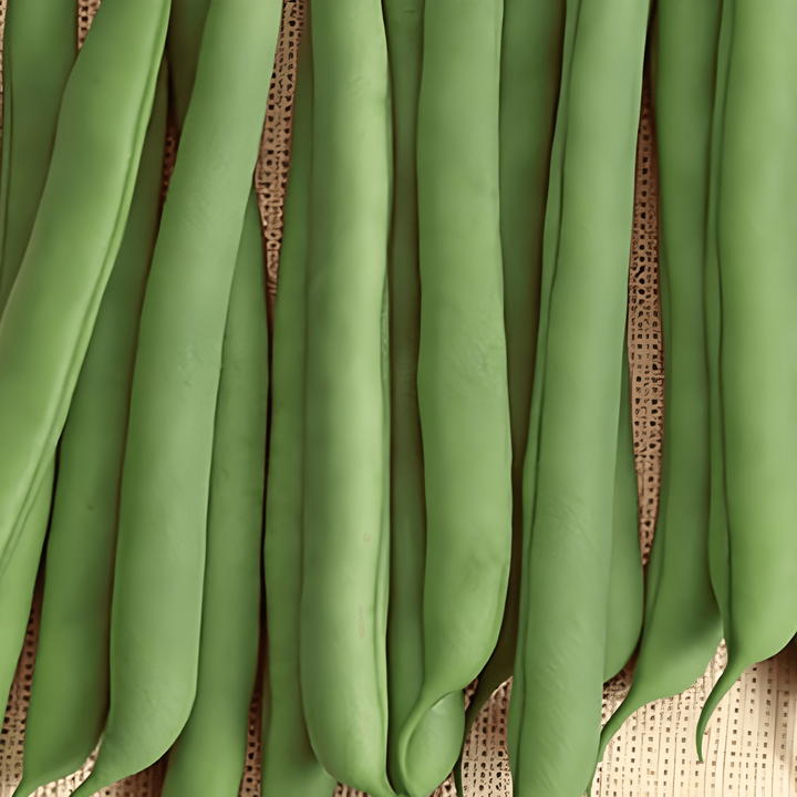 Sementes de feijão-anão Prelude (Phaseolus vulgaris) – legume anual