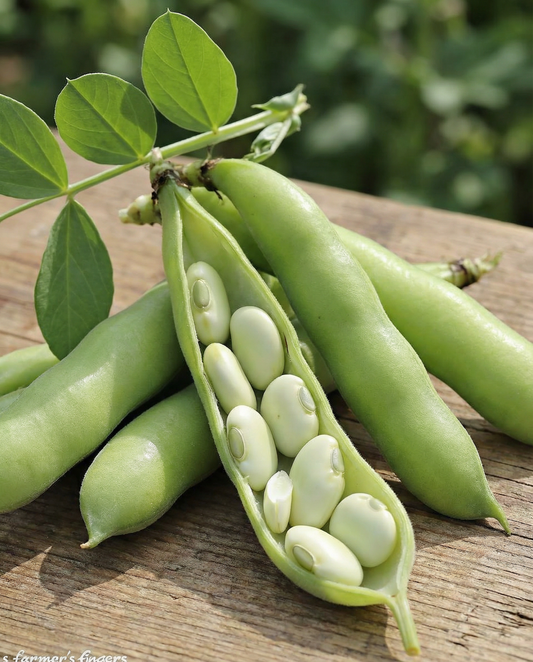Fava Leidse Hangers 250g (Vicia faba) – sementes de hortaliça anual da SeedsChoice
