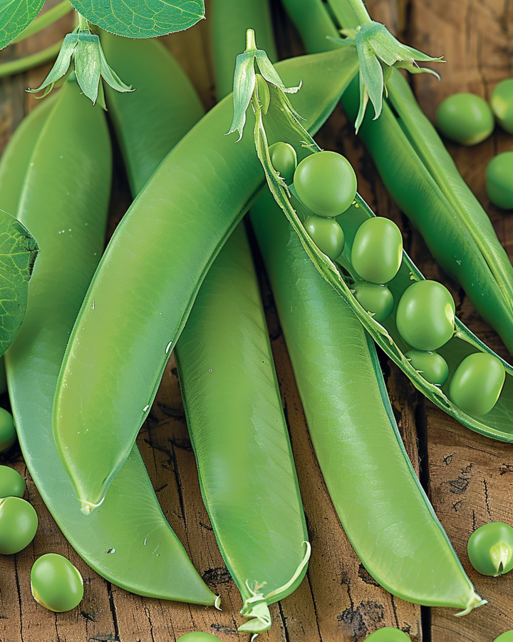Sementes de ervilha Kelvedon Wonder 250g (Pisum sativum) – hortícola anual