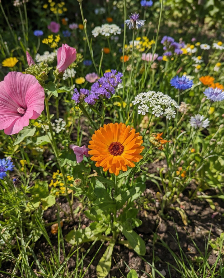 Semillas de mezcla de flores silvestres 2 g – flor anual orgánica