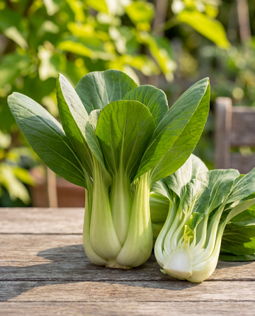 Sementes de Pak Choi Bopak F1 (Brassica rapa) – vegetal anual