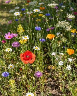 Semillas de flores para mariquitas mezcla anual paquete 15 m2