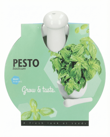 Ocimum basilicum – Conjunto Manjericão e Almofariz cultivado a partir de semente
