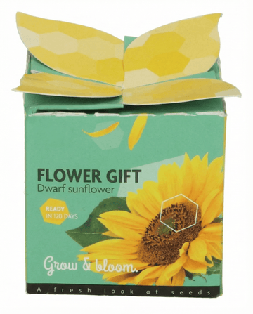 Kit de cultivo de girasol enano (Helianthus annuus) – semillas de SeedsChoice