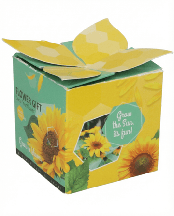 Semillas regalo de girasol enano (Helianthus annuus) – kit de cultivo anual