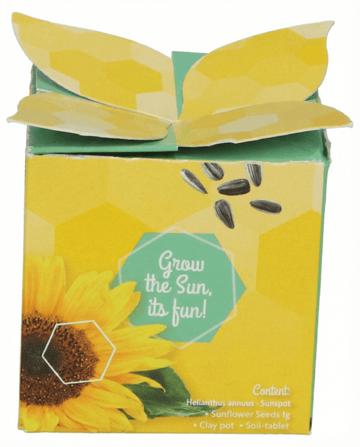 Helianthus annuus – Girasol enano regalo cultivado desde semilla