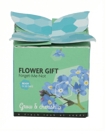Myosotis alpestris – Forget-Me-Not Terracotta Pot 0.1g cultivado a partir de semente