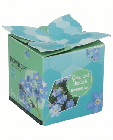 Semillas de nomeolvides en maceta de terracota 0,1 g (Myosotis alpestris) – kit de cultivo bienal