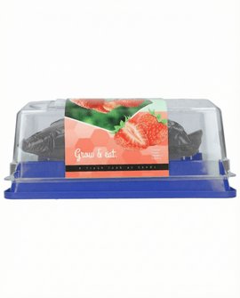 Sementes de morango Fragaria ananassa perene Grandian F1 kit de estufa