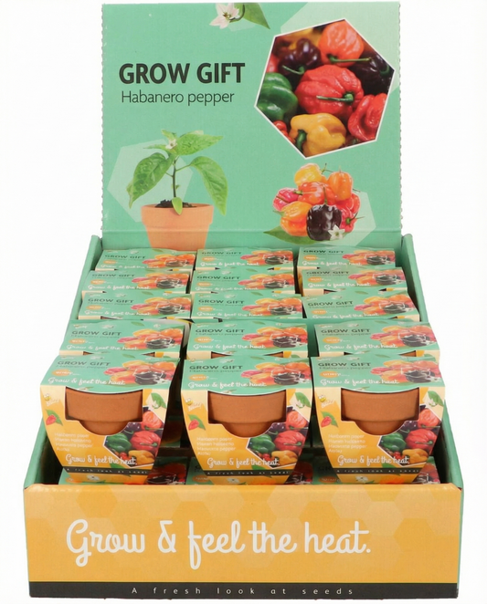 Pimento Habanero Vaso de Terracota (Capsicum chinense) – kit de cultivo com sementes de SeedsChoice