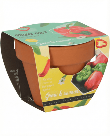 Capsicum annuum – pimiento cultivado en maceta de terracota a partir de semilla