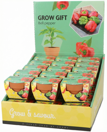 Pimiento en maceta de terracota (Capsicum annuum) – kit de cultivo con semillas de SeedsChoice