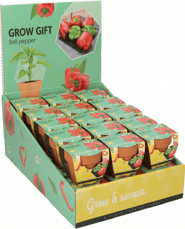 Semillas de pimiento en maceta de terracota (Capsicum annuum) – kit de cultivo