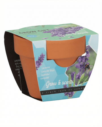 Lavanda (Lavandula angustifolia) – sementes de kit de cultivo para planta perene da SeedsChoice