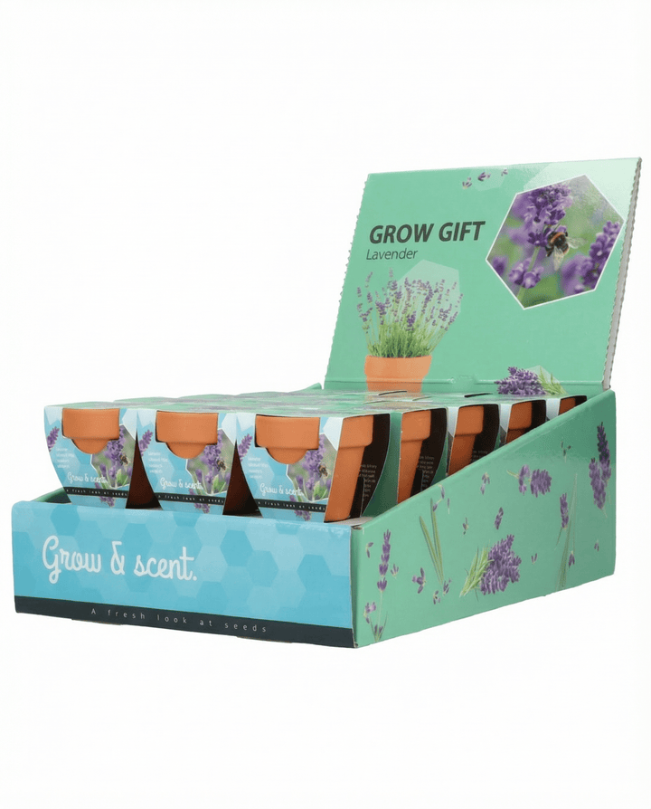 Semillas de lavanda (Lavandula angustifolia) – kit de cultivo perenne