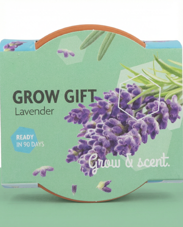Sementes de lavanda – kit de cultivo perene da SeedsChoice