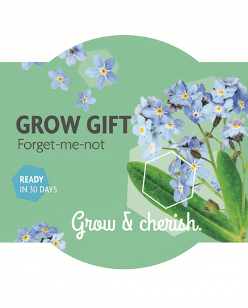 Myosotis alpestris – não-me-esqueças cultivado a partir de semente