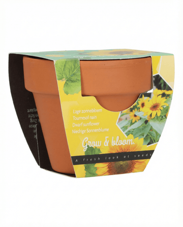 Dwarf Sunflower Gift Terracotta Pot seeds (Helianthus annuus) – grow kit