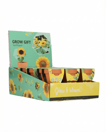 Dwarf Sunflower Gift Terracotta Pot (Helianthus annuus) – grow kit seeds from SeedsChoice