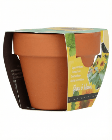 Helianthus annuus – Dwarf Sunflower Gift Terracotta Pot grown from seed