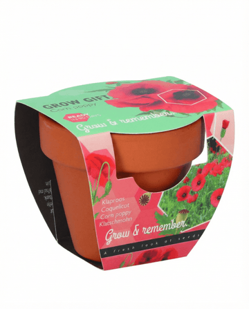 Semillas de amapola en maceta de terracota – kit de cultivo anual de SeedsChoice