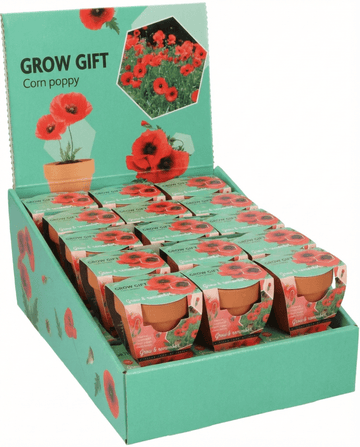 Papaver rhoeas – amapola de campo cultivada desde semilla en maceta de terracota