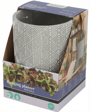Coleus blumei – Maceta colgante cultivada desde semilla