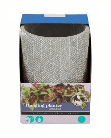 Semillas de planta colgante (Coleus blumei) – kit de cultivo