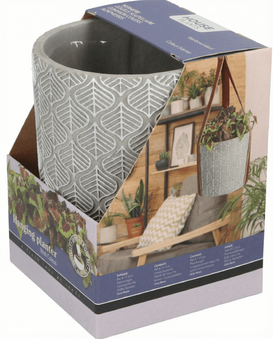 Vaso Suspenso (Coleus blumei) – kit de cultivo com sementes da SeedsChoice