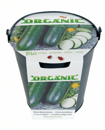 Semillas de pepino Marketmore (Cucumis sativus) – hortaliza ecológica