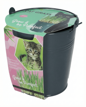 Cat Grass Barley Bucket seeds – grow kit from SeedsChoice
