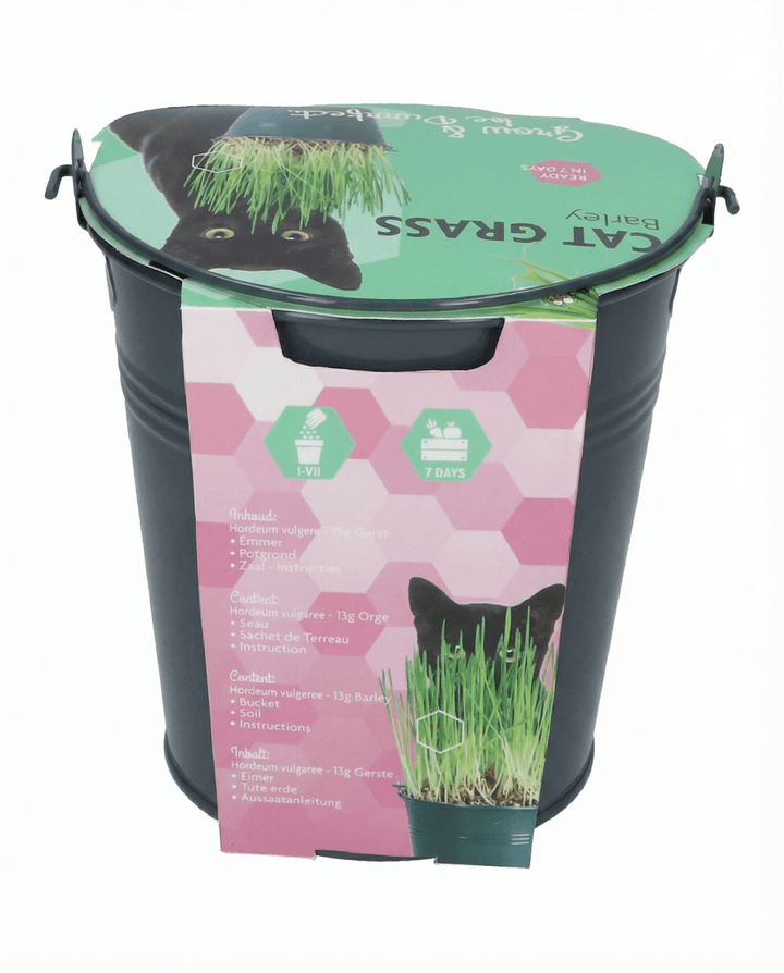 Cat Grass Barley Bucket seeds (Hordeum vulgare) – grow kit