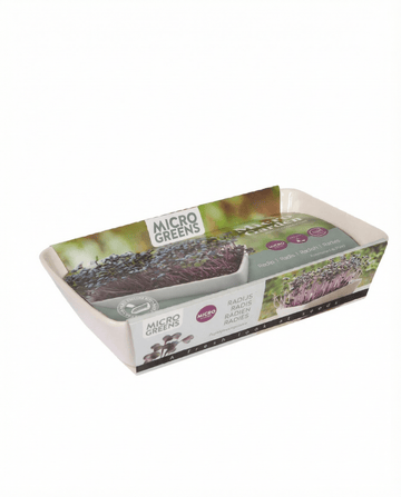 Microverdes de rabanete daikon (Raphanus sativus) – kit de cultivo com sementes da SeedsChoice