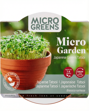 Brassica narinosa – Tatsoi Microgreens Terracotta Dish grown from seed