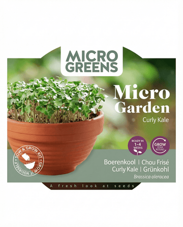 Sementes de microverdes de couve frisada Curly Kale em prato de terracota (Brassica oleracea) – kit de cultivo