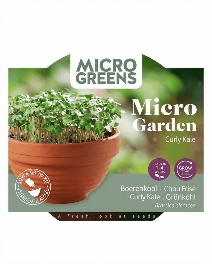 Sementes de microverdes de couve frisada Curly Kale em prato de terracota (Brassica oleracea) – kit de cultivo