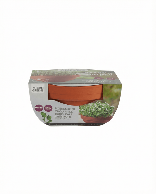 Kit de cultivo de microverdes de couve frisada Curly Kale em prato de terracota (Brassica oleracea) – sementes da SeedsChoice