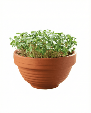 Sementes de microverdes de couve frisada Curly Kale em prato de terracota – kit de cultivo da SeedsChoice